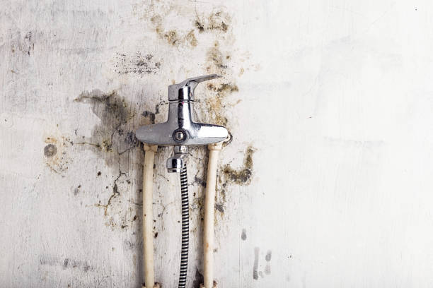 Best Home Mold Removal  in Vale, OR