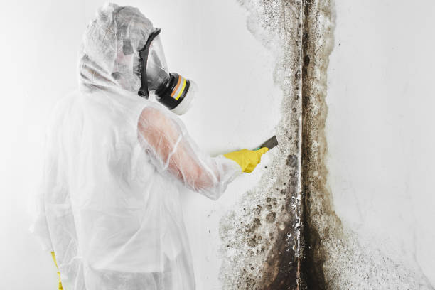 Best Professional Mold Removal  in Vale, OR