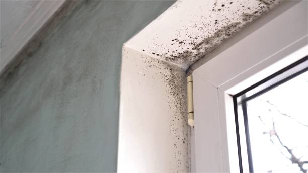 Best Black Mold Removal  in Vale, OR