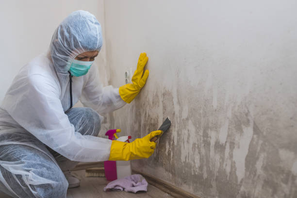 Certified Mold Removal in Vale, OR