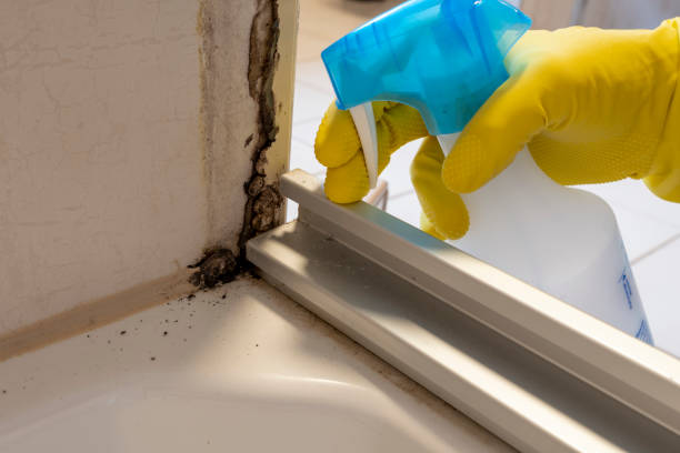 Professional Mold Removal in Vale, OR