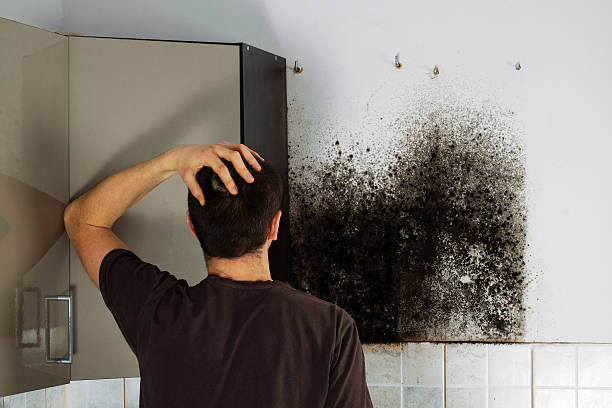 Best Local Mold Removal Service  in Vale, OR