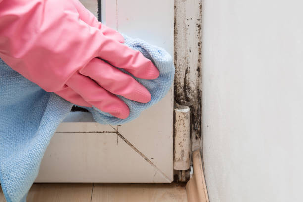 Best Crawl Space Mold Removal  in Vale, OR